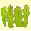 Coltivare un epiphyllum cactus