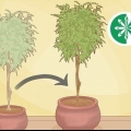 Rinvasare un albero di ficus