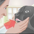Trattare un dente rotto in un cane