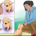 Addestrare un cucciolo di golden retriever