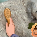 Toelettatura di un goldendoodle