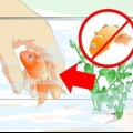 Resuscita un pesce rosso