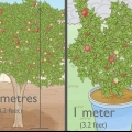 Piantare un albero di melograno
