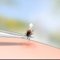 Identificare una zecca di cervo