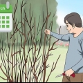 Potare una pianta di ibisco
