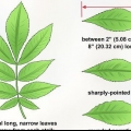 Identificazione di un albero di noce