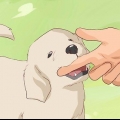 Come non addestrare un cane a mordere