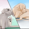 Controllo di un cane per tigna