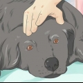 Aiutare un cane morente