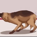 Calmare un cane