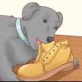 Come fare in modo che un cane smetta di mangiare terra