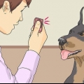 Insegnare a un cane a sorridere