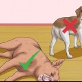 Strofinare la pancia di un cane