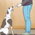 Punire un cane