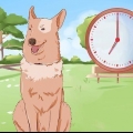Addestrare un cane a fare pipì fuori