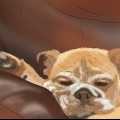 Addestrare un cane