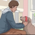 Portare a spasso un cane
