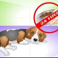 Come curare un cane dal mal di stomaco