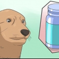 Anestetizza in sicurezza un cane