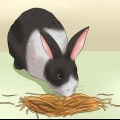 Dare da mangiare a un coniglio domestico