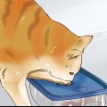 Far addormentare un gattino iperattivo