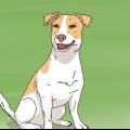 La scelta di un cucciolo di jack russell