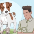 Mantenere un jack russell terrier felice