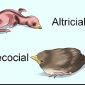 Nutrire un uccellino