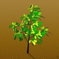 Trapiantare un giovane albero