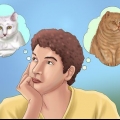 Adotta un gatto