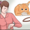 Metti un collare su un gatto