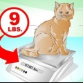 Fai arrivare un gatto