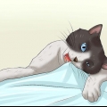 Come far smettere di masticare un gatto