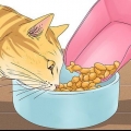 Fai smettere di miagolare un gatto