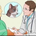 Medicare un gatto