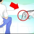 Trattare un gatto con la coda rotta