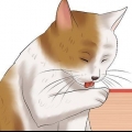 Controllare un gatto per le pulci