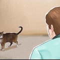Addomestica un gatto