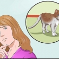 Addestrare un gatto per essere al sicuro fuori ed essere un buon topo