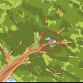 Far uscire un gatto da un albero