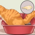 Come curare un gatto dalla stitichezza