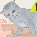 Tenendo un gatto