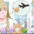 Trasporto di un gatto in aereo
