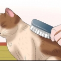 Prendersi cura di un gatto