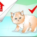 Fare il bagno a un gattino