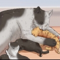 Allevare un gattino