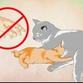 Far amare l'acqua a un gattino