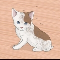 Lavare un gattino
