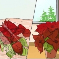 Coltivare una stella di natale