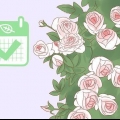 Pianta una rosa rampicante